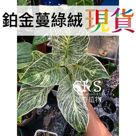 水 種 植物 風水|【水種】水種新手入門！15款室內植物精選，輕鬆提升居家綠意